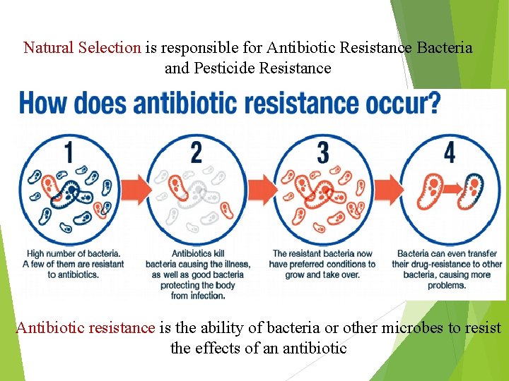Natural Selection is responsible for Antibiotic Resistance Bacteria and Pesticide Resistance Antibiotic resistance is