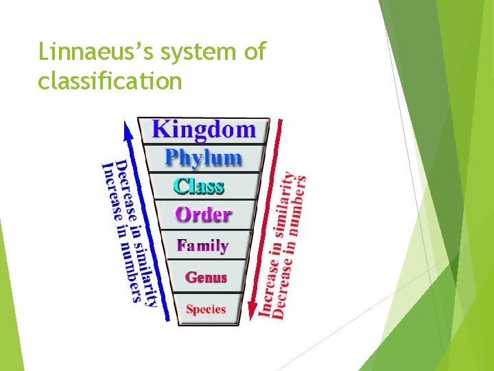 Linnaeus’s system of classification 