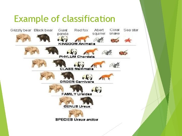 Example of classification 