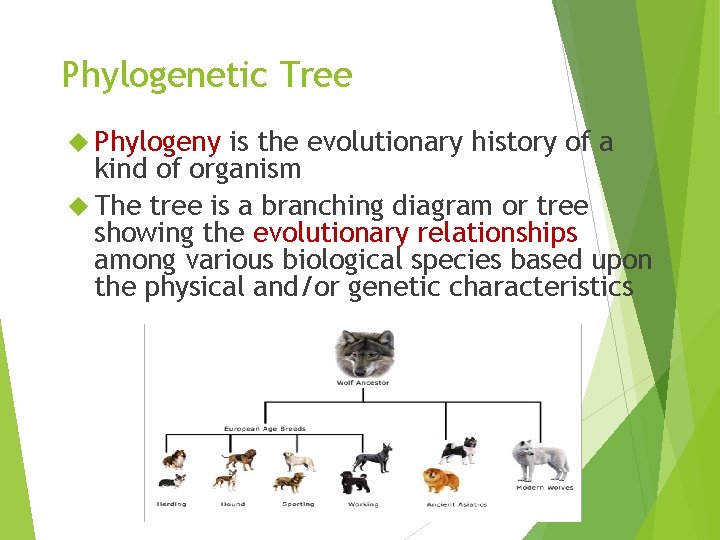 Phylogenetic Tree Phylogeny is the evolutionary history of a kind of organism The tree