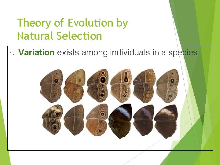 Theory of Evolution by Natural Selection 1. Variation exists among individuals in a species