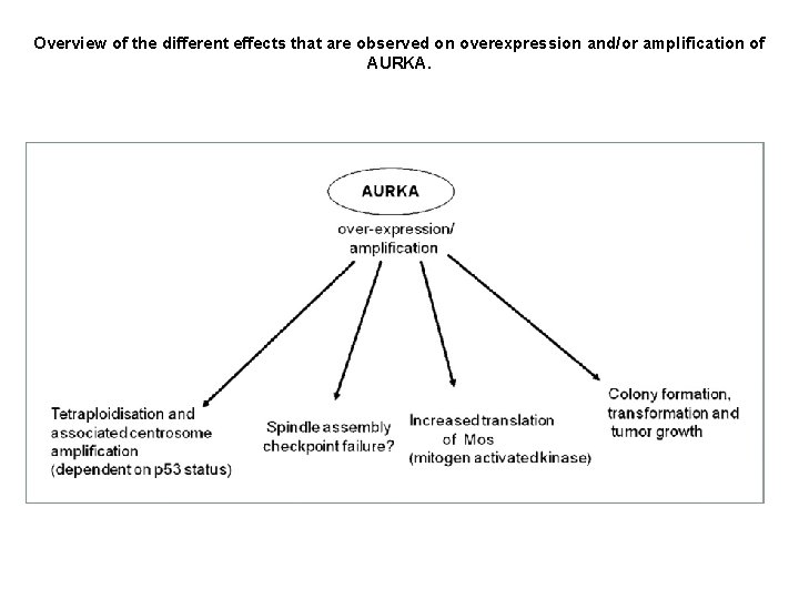 Overview of the different effects that are observed on overexpression and/or amplification of AURKA.