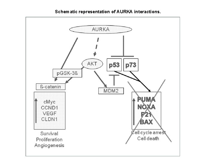 Schematic representation of AURKA interactions. 