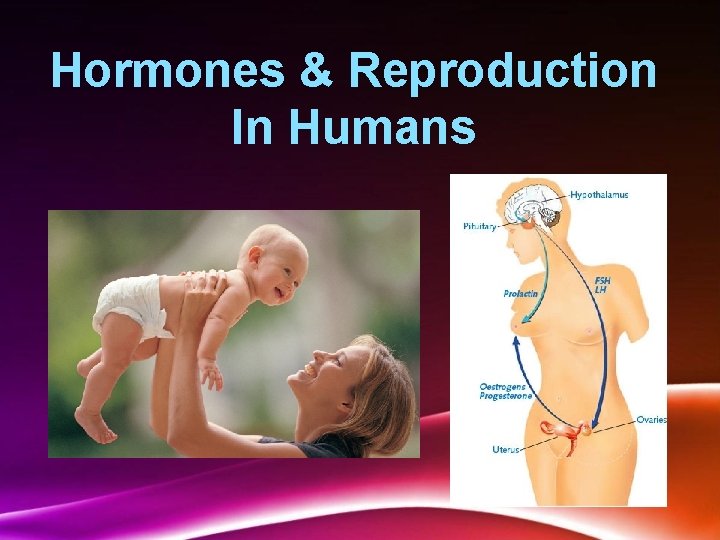 Hormones & Reproduction In Humans 