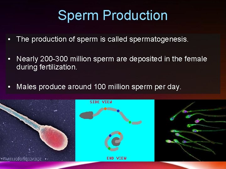 Sperm Production • The production of sperm is called spermatogenesis. • Nearly 200 -300