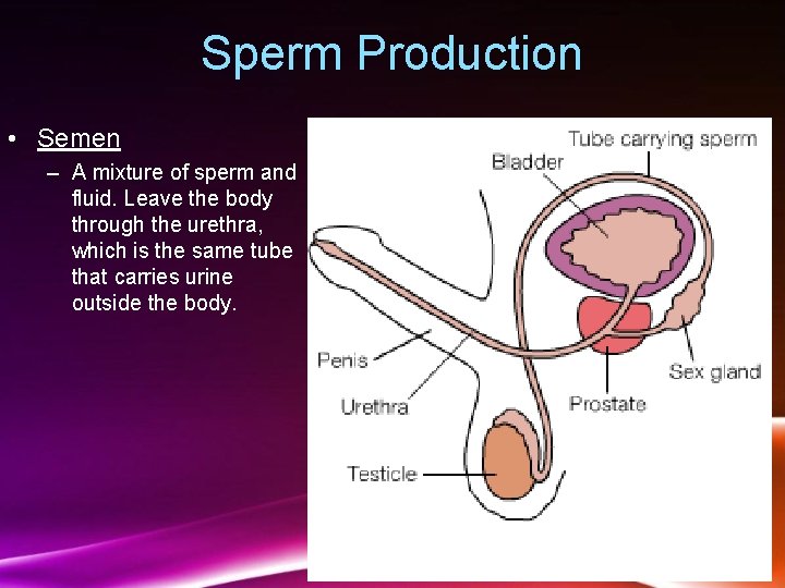 Sperm Production • Semen – A mixture of sperm and fluid. Leave the body