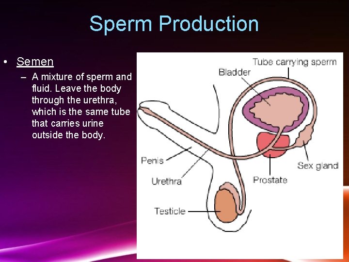 Sperm Production • Semen – A mixture of sperm and fluid. Leave the body