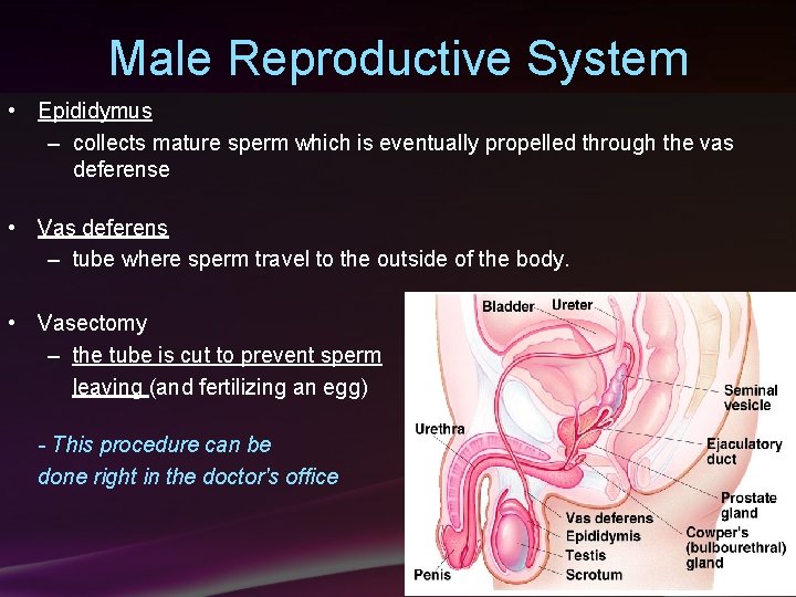 Male Reproductive System • Epididymus – collects mature sperm which is eventually propelled through