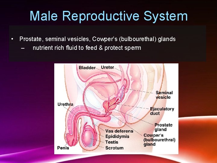 Male Reproductive System • Prostate, seminal vesicles, Cowper’s (bulbourethal) glands – nutrient rich fluid