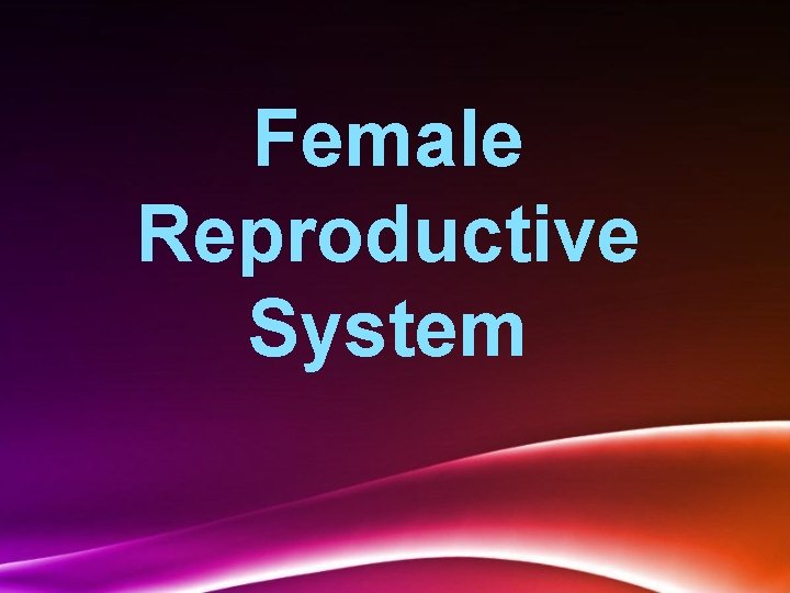 Female Reproductive System 