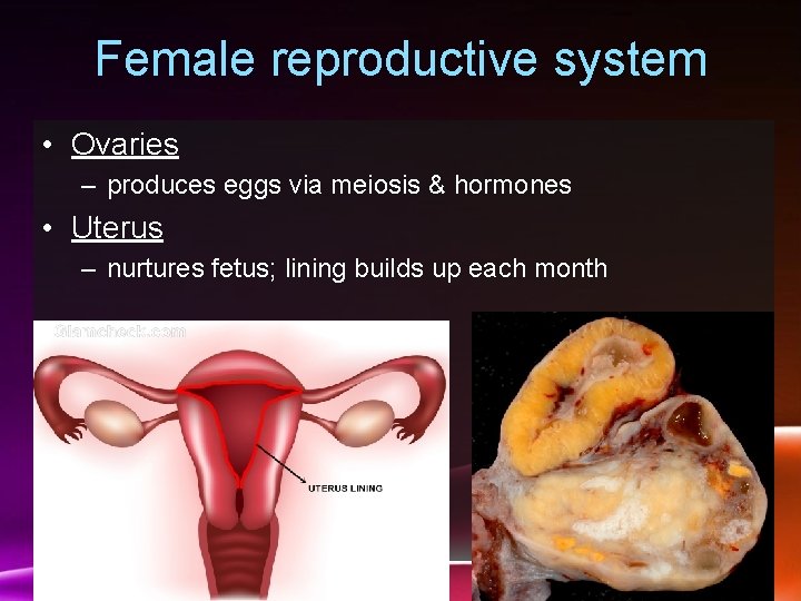 Female reproductive system • Ovaries – produces eggs via meiosis & hormones • Uterus