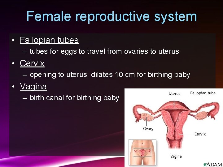 Female reproductive system • Fallopian tubes – tubes for eggs to travel from ovaries