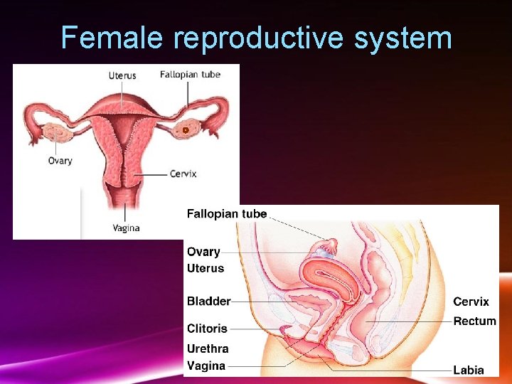 Female reproductive system 