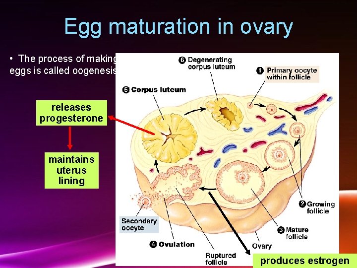 Egg maturation in ovary • The process of making eggs is called oogenesis. releases