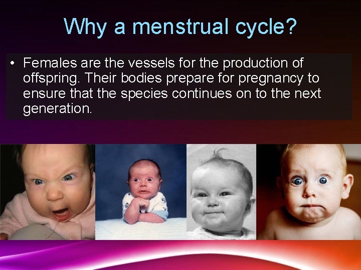 Why a menstrual cycle? • Females are the vessels for the production of offspring.