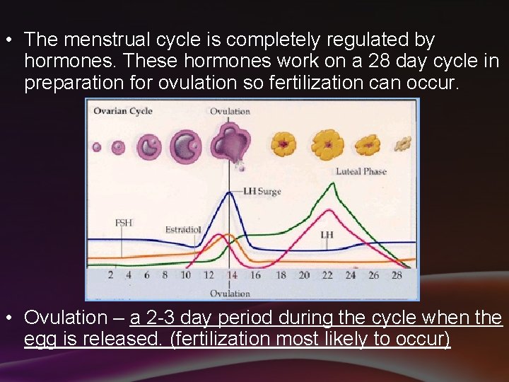  • The menstrual cycle is completely regulated by hormones. These hormones work on