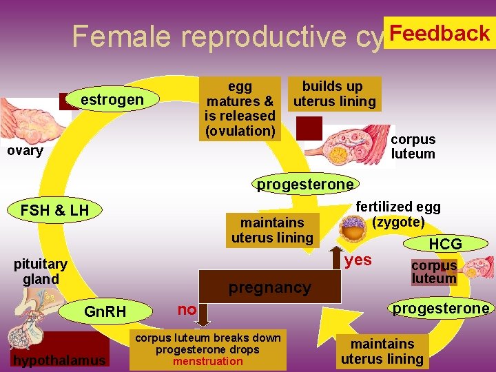 Feedback Female reproductive cycle egg matures & is released (ovulation) estrogen builds up uterus