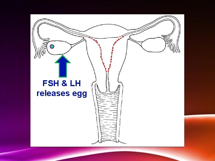 FSH & LH releases egg 