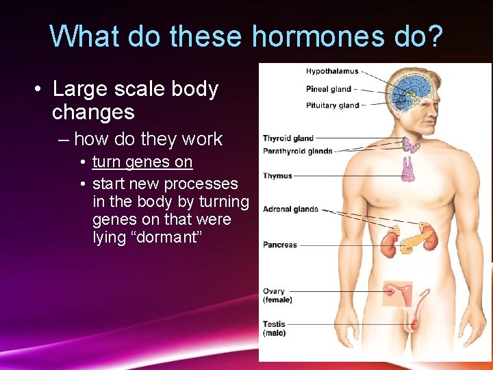 What do these hormones do? • Large scale body changes – how do they