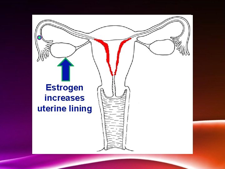 Estrogen increases uterine lining 
