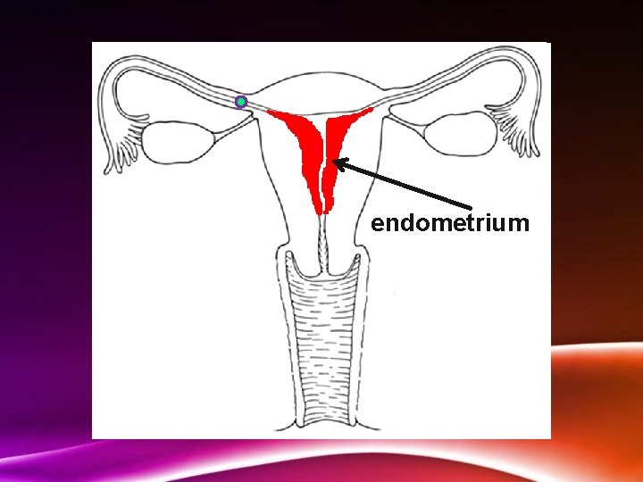 endometrium 