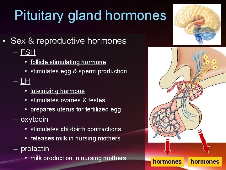 Pituitary gland hormones • Sex & reproductive hormones – FSH • follicle stimulating hormone