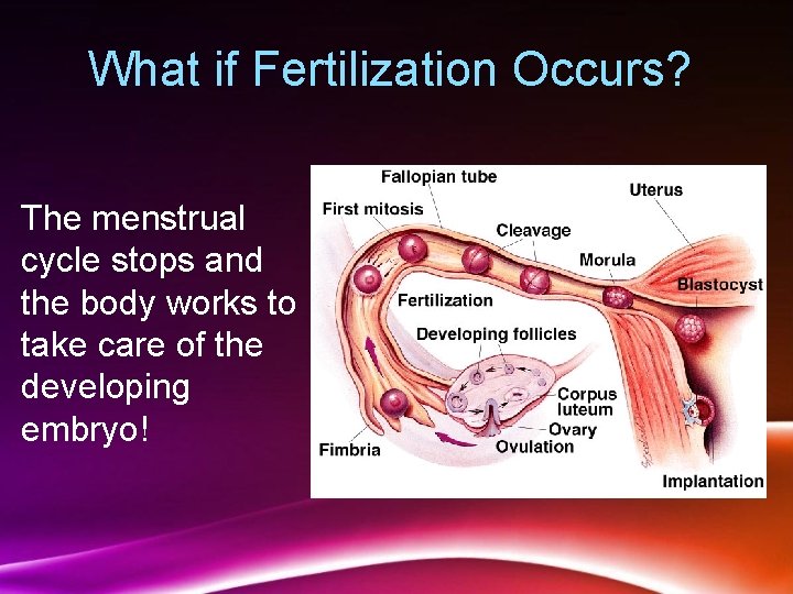 What if Fertilization Occurs? The menstrual cycle stops and the body works to take