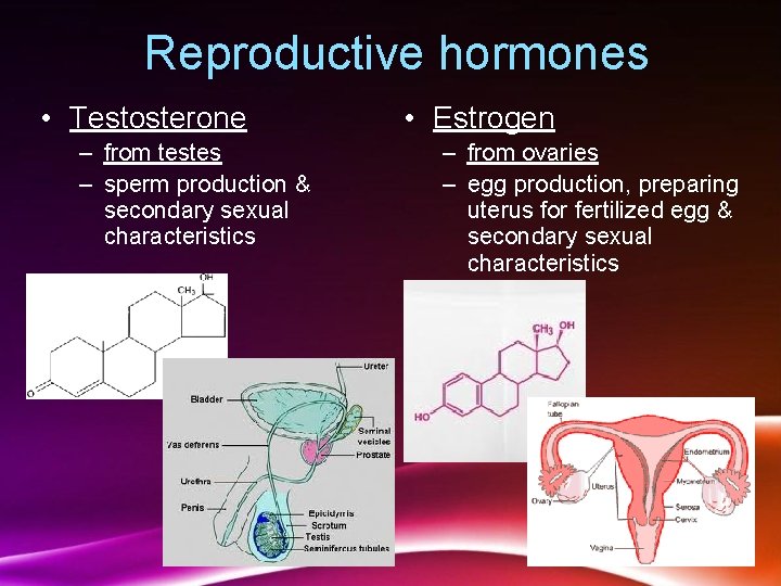 Reproductive hormones • Testosterone – from testes – sperm production & secondary sexual characteristics