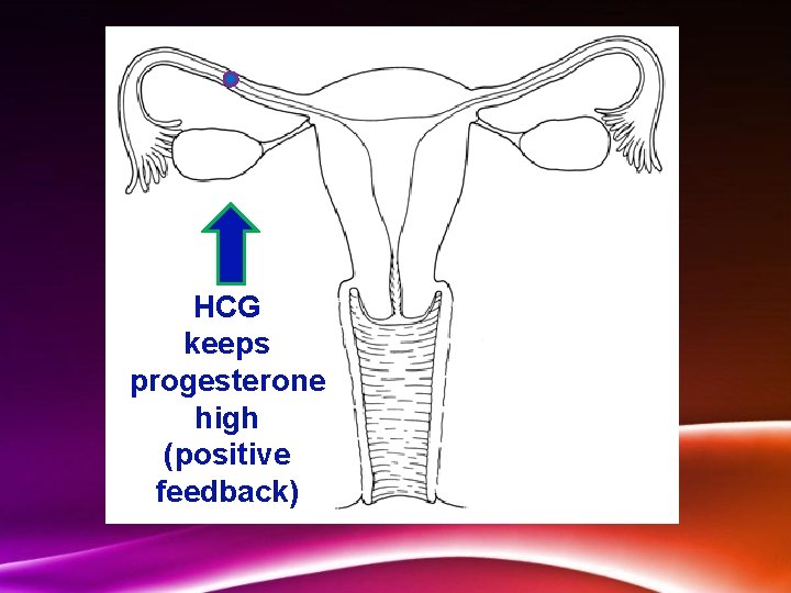 HCG keeps progesterone high (positive feedback) 