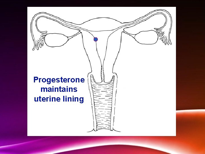 Progesterone maintains uterine lining 