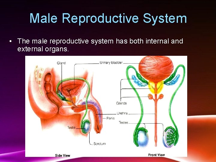 Male Reproductive System • The male reproductive system has both internal and external organs.