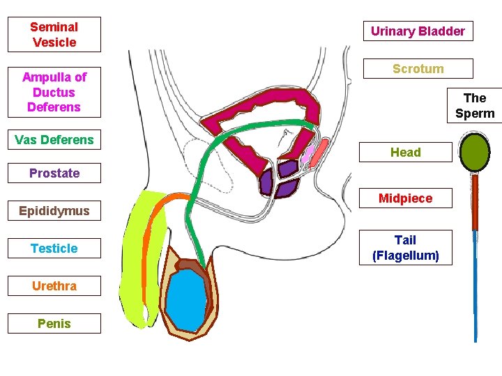 Seminal Vesicle Ampulla of Ductus Deferens Vas Deferens Urinary Bladder Scrotum The Sperm Head