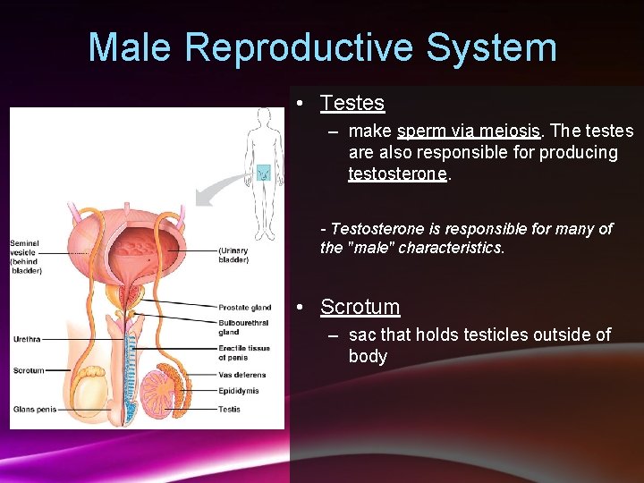 Male Reproductive System • Testes – make sperm via meiosis. The testes are also