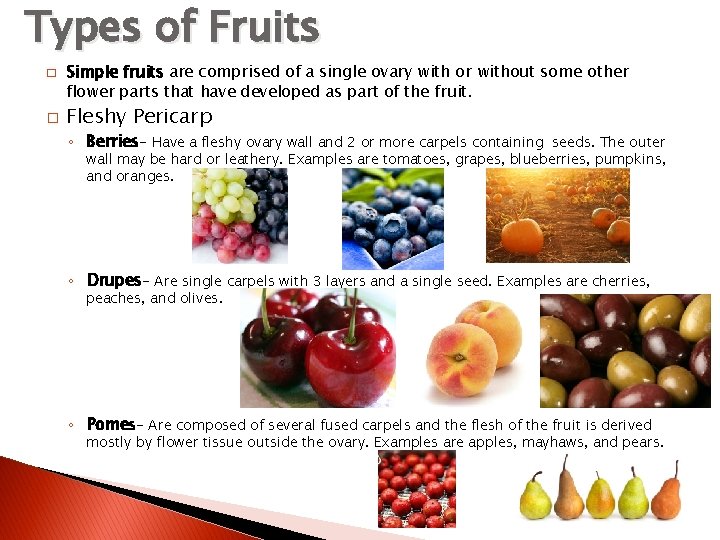 Types of Fruits � � Simple fruits are comprised of a single ovary with