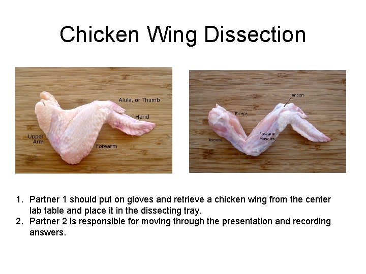 Chicken Wing Dissection 1. Partner 1 should put on gloves and retrieve a chicken Chicken Wing Dissection 1. Partner 1 should put on gloves and retrieve a chicken