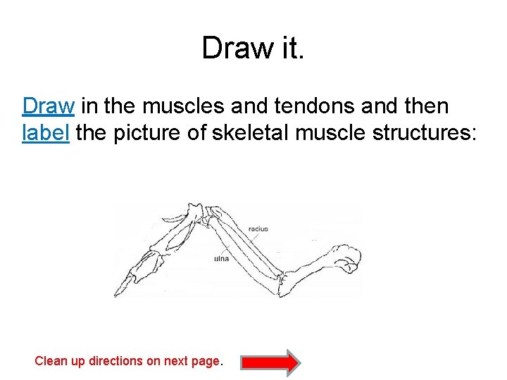 Draw it. Draw in the muscles and tendons and then label the picture of Draw it. Draw in the muscles and tendons and then label the picture of