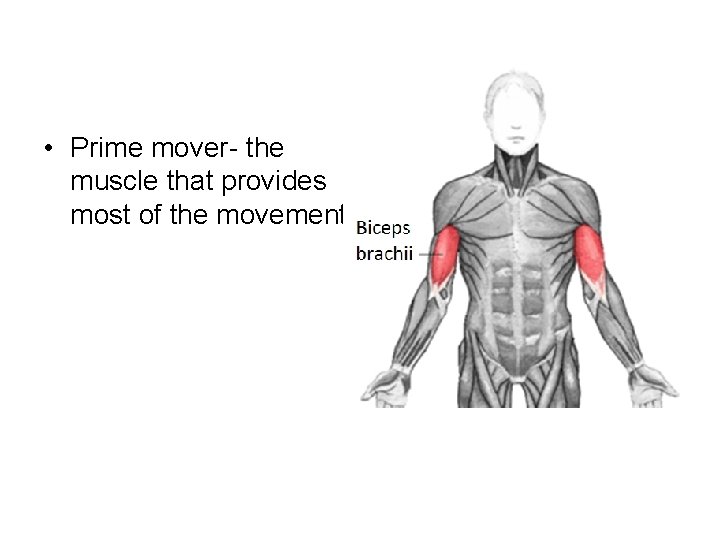 • Prime mover- the muscle that provides most of the movement • Prime mover- the muscle that provides most of the movement