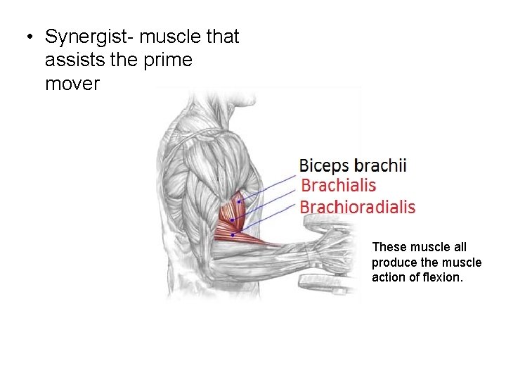 • Synergist- muscle that assists the prime mover These muscle all produce the • Synergist- muscle that assists the prime mover These muscle all produce the