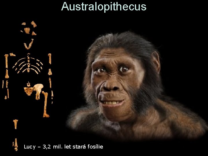 Australopithecus Lucy – 3, 2 mil. let stará fosílie Australopithecus Lucy – 3, 2 mil. let stará fosílie