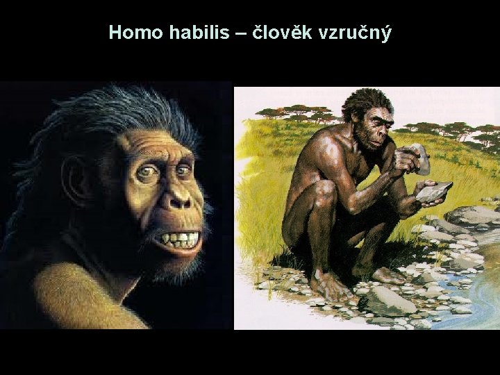 Homo habilis – člověk vzručný Homo habilis – člověk vzručný