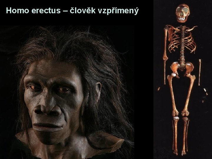 Homo erectus – člověk vzpřímený Homo erectus – člověk vzpřímený