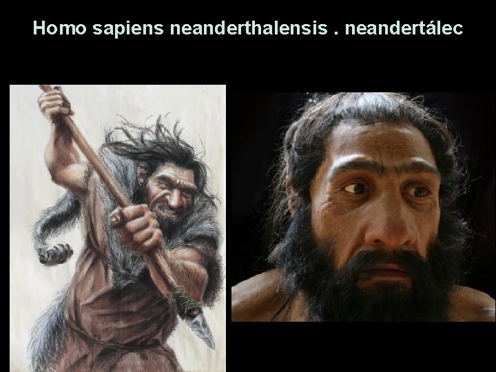 Homo sapiens neanderthalensis. neandertálec Homo sapiens neanderthalensis. neandertálec