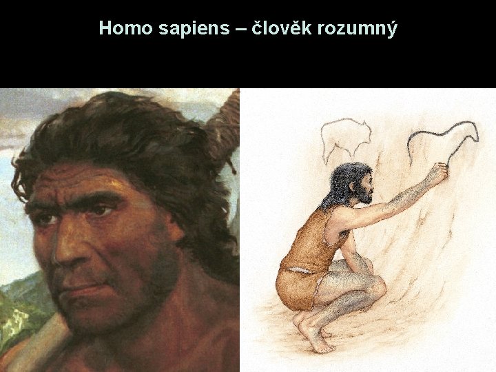 Homo sapiens – člověk rozumný Homo sapiens – člověk rozumný