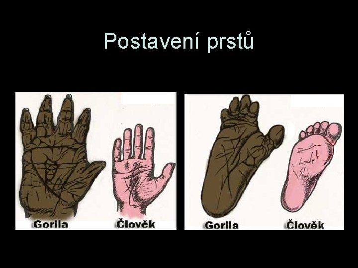 Postavení prstů Postavení prstů