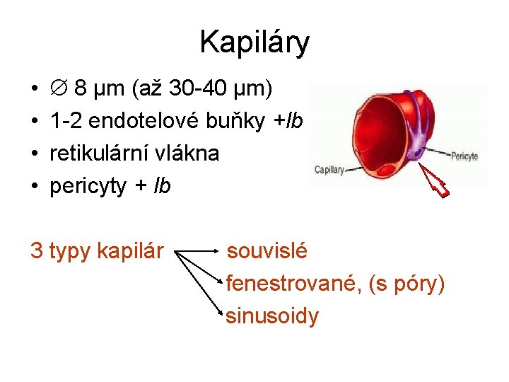 Kapiláry • • 8 µm (až 30 -40 µm) 1 -2 endotelové buňky +lb Kapiláry • • 8 µm (až 30 -40 µm) 1 -2 endotelové buňky +lb