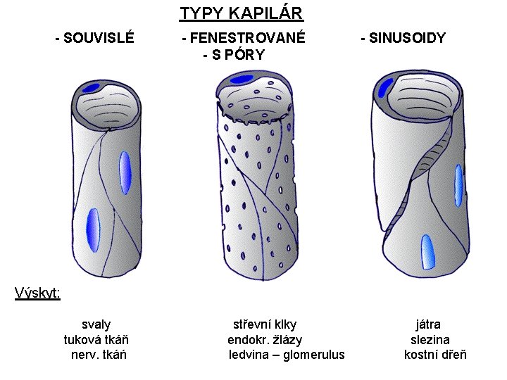 TYPY KAPILÁR - SOUVISLÉ - FENESTROVANÉ - S PÓRY - SINUSOIDY Výskyt: svaly tuková TYPY KAPILÁR - SOUVISLÉ - FENESTROVANÉ - S PÓRY - SINUSOIDY Výskyt: svaly tuková