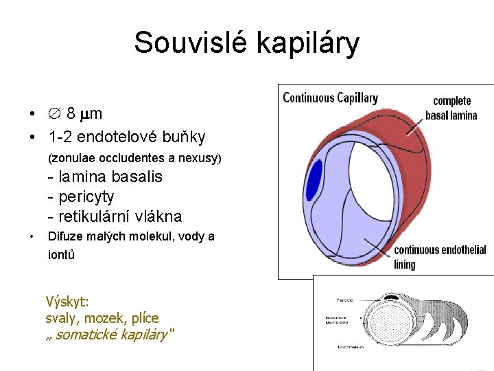 Souvislé kapiláry • 8 m • 1 -2 endotelové buňky (zonulae occludentes a nexusy) Souvislé kapiláry • 8 m • 1 -2 endotelové buňky (zonulae occludentes a nexusy)