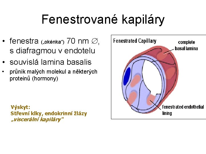 Fenestrované kapiláry • fenestra („okénka“) 70 nm , s diafragmou v endotelu • souvislá Fenestrované kapiláry • fenestra („okénka“) 70 nm , s diafragmou v endotelu • souvislá