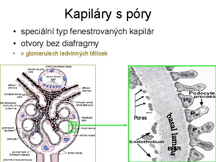 Kapiláry s póry • speciální typ fenestrovaných kapilár • otvory bez diafragmy • v Kapiláry s póry • speciální typ fenestrovaných kapilár • otvory bez diafragmy • v