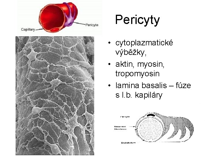 Pericyty • cytoplazmatické výběžky, • aktin, myosin, tropomyosin • lamina basalis – fúze s Pericyty • cytoplazmatické výběžky, • aktin, myosin, tropomyosin • lamina basalis – fúze s
